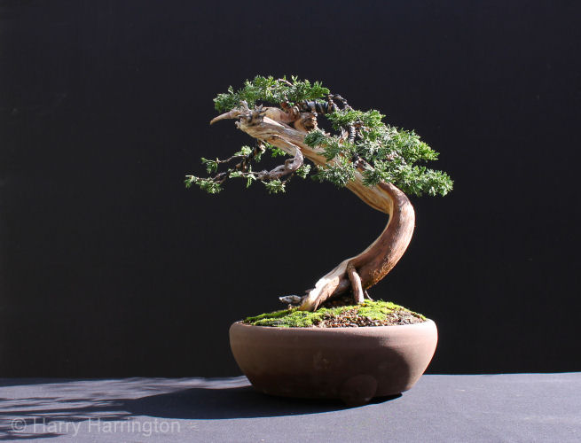 juniper bonsai